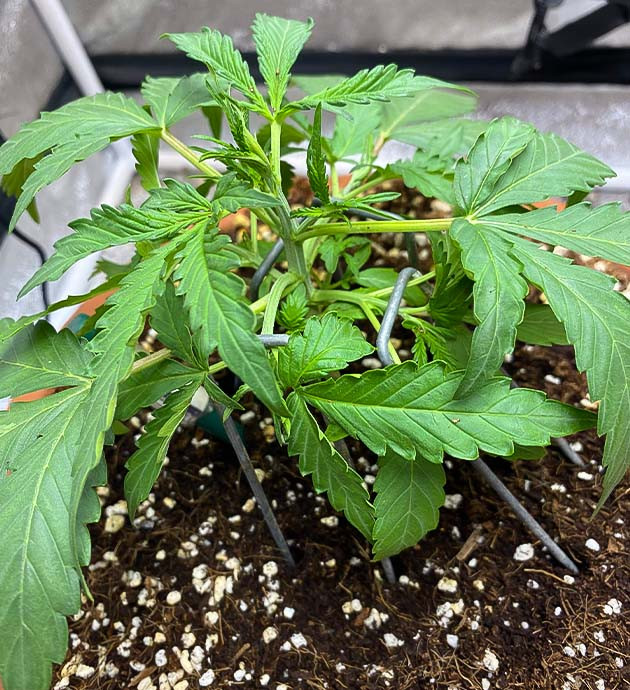 Banana Purple Punch Auto дневник по выращиванию Гроурепорт сорта Banana Purple Punch Auto