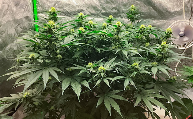 Пятна на листьях куста Critical Kush