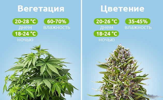 Температура и влажность для стадий вегетации и цветения Условия микроклимата на разных стадиях развития каннабиса