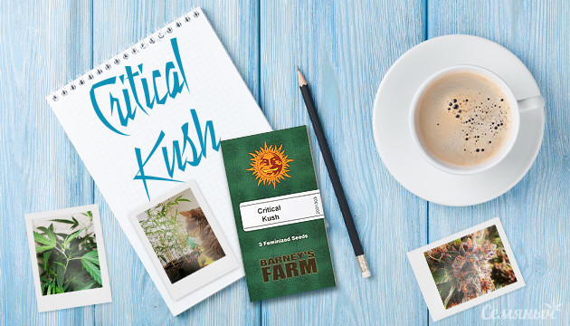 Выращивание сорта Critical Kush