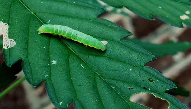 Гусеницы на листве Гусеница на листе