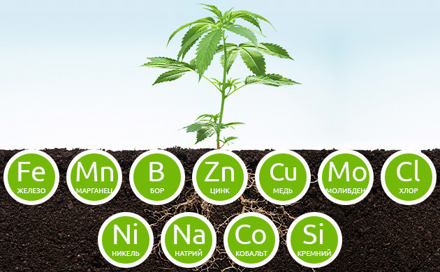 Важность химических веществ для конопли