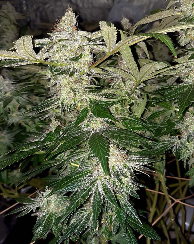 Подготовка к харвесту конопли Jack 47 подготовка к харвесту Jack 47