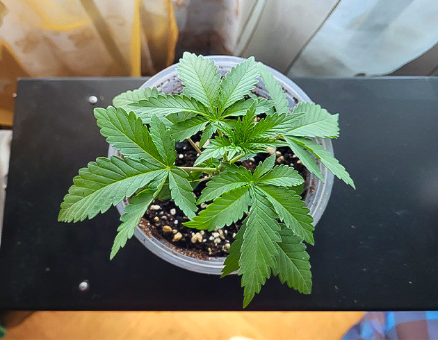 Конопля после полива