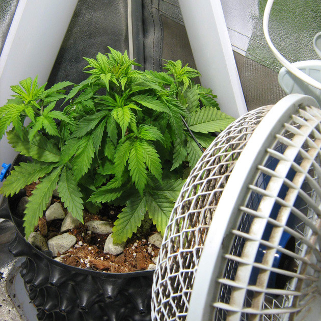 Обрезка конопли