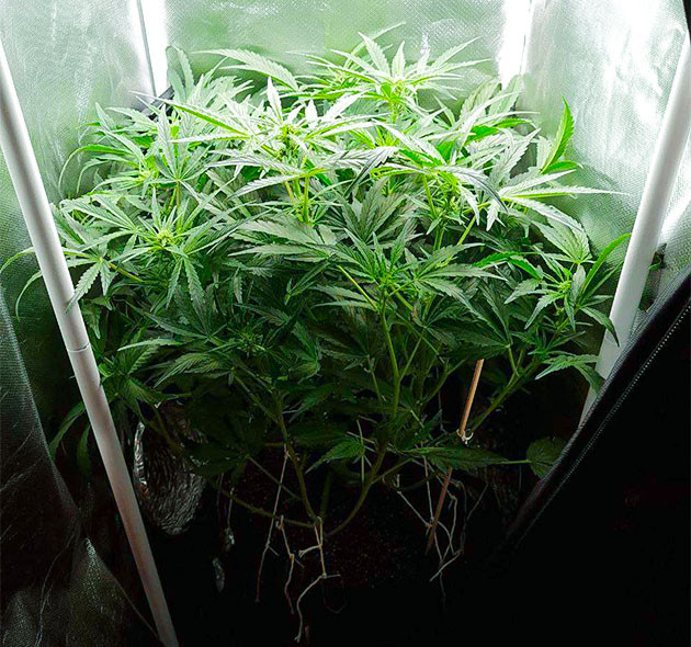 Лолипоппинг растения Auto Cinderella Jack