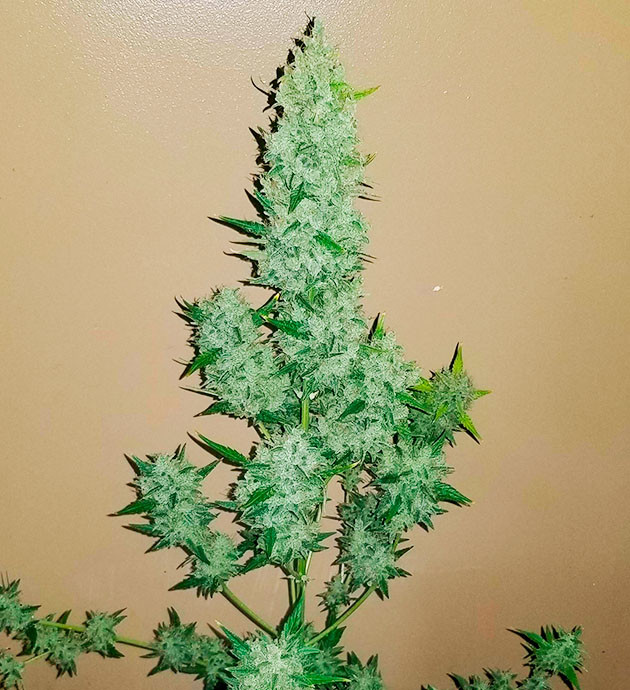 Сбор урожая Original Auto Sour Diesel