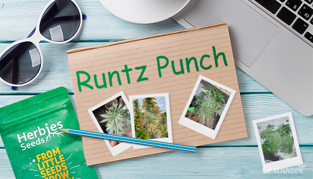Выращивание сорта конопли Runtz Punch в кокосе