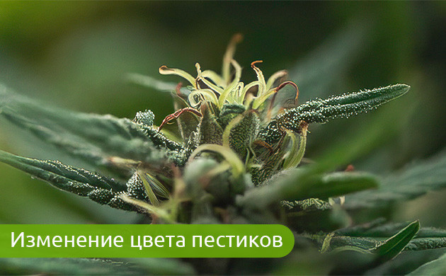 Как цвет пестиков помогает определить опыление?