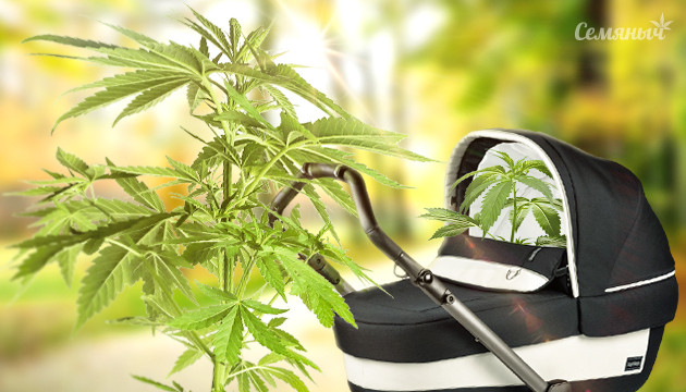 Подготовка материнского растения для клонирования