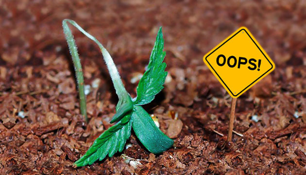 Типичные ошибки гроверов при выращивании марихуаны