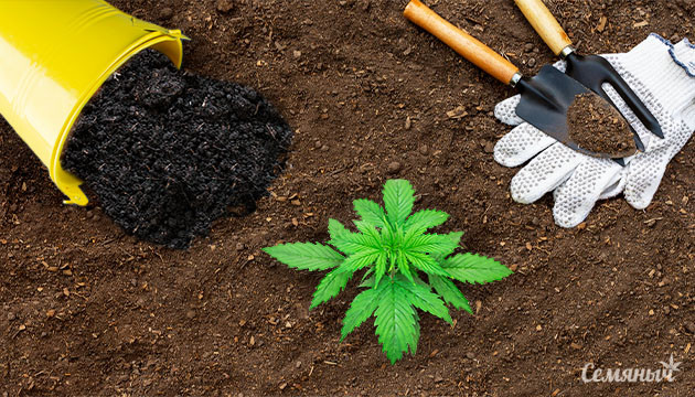 Конопля и органика