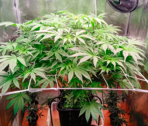 Куст Auto Orange Bud на 7 неделе выращивания