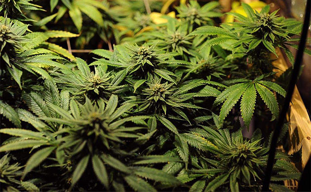 Sapphire OG: утолщение бутонов под дополнительным светом