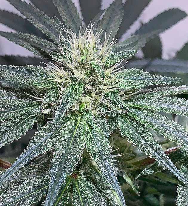 Высота куста конопли 58 см