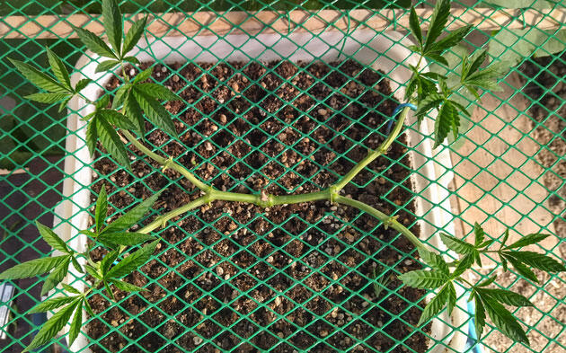 Стимуляция ветвления каннабиса Куст марихуаны после обрезки верхних побегов