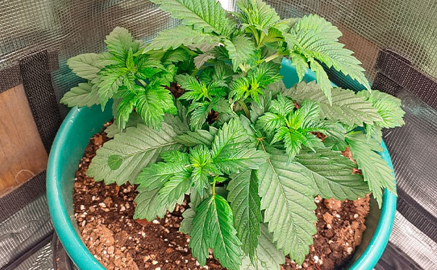 Стимуляция роста куста Blueberry OG