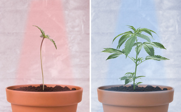 Выбор спектра света Влияние красного и синего спектра на росток