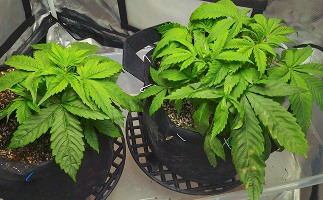 Наращивание новой здоровой зеленой массы