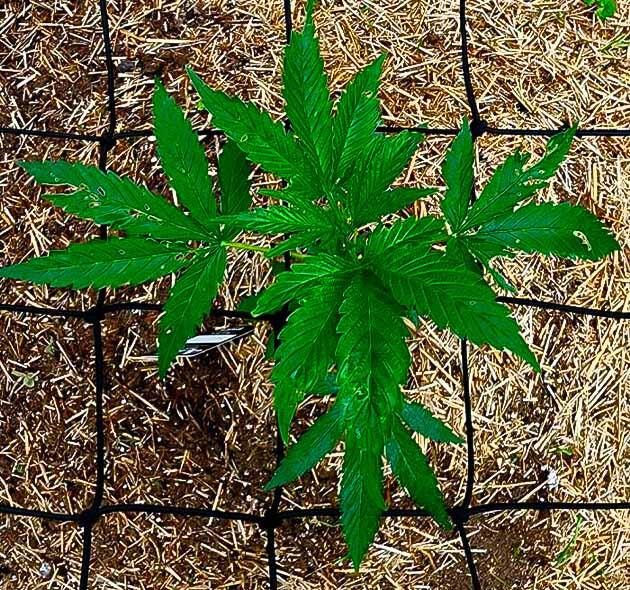 Каннабис под сеткой ScrOG