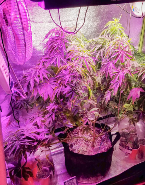 Начало цветения Куст Green Crack 2.0 от Humboldt Seed Organization на 7 неделе выращивания