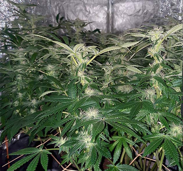 Перевод на цветение куста Jack 47 Стимуляция цветения куста Jack 47