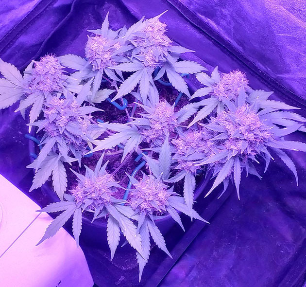 Неделя промывки конопли Куст каннабиса с большими шишками