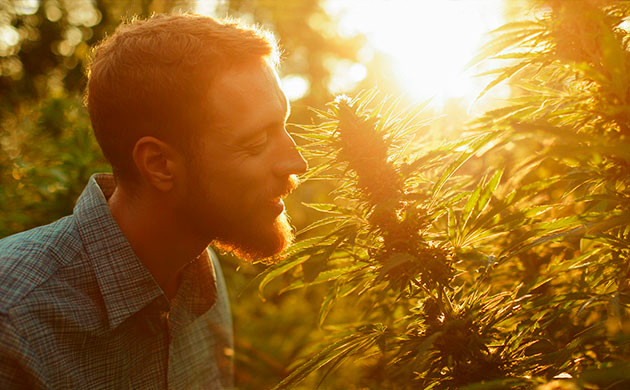 Терпены конопли