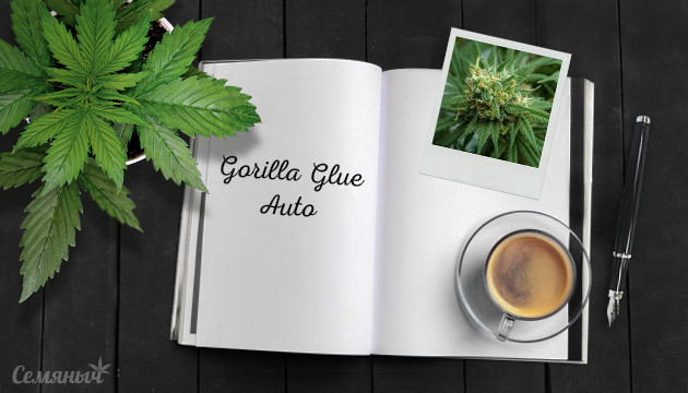Выращивание сорта Gorilla Glue Auto