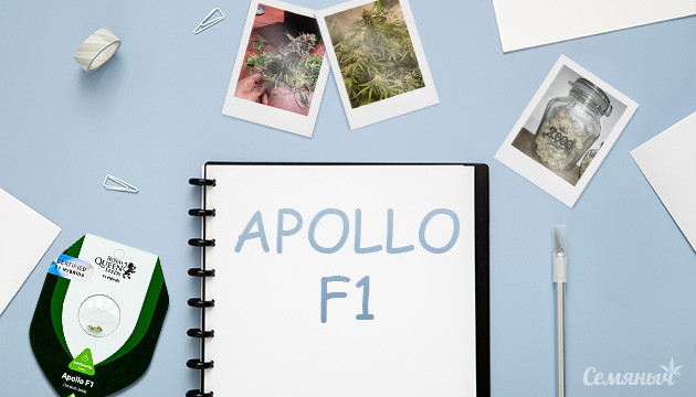 Выращивание сорта конопли Apollo F1 Auto в индоре