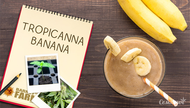 Гроурепорт сорта конопли Tropicanna Banana