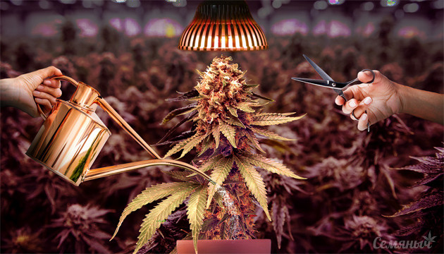 Как подготовить кусты конопли к харвесту