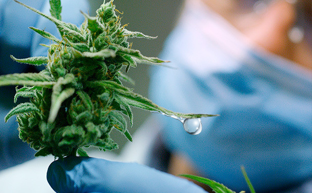 Остатки пестицидов на конопле Остатки пестицидов на кустах