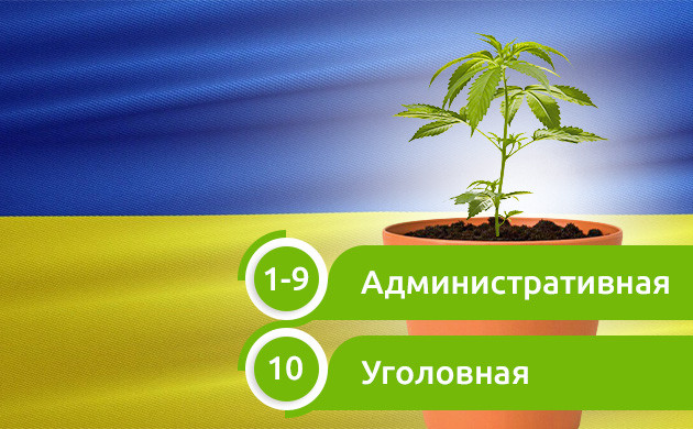 Число кустов предусматривающих наказание в Украине