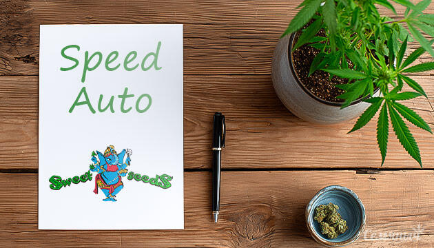 Выращивание сорта + Speed Auto от сидбанка Sweet Seeds