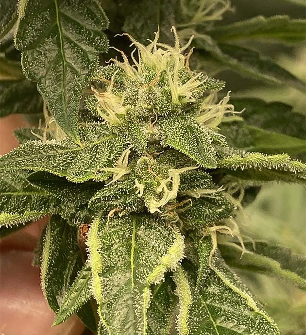 Наращивание соцветий Vanilla Frosting Снижение дозировки питательных веществ Vanilla Frosting