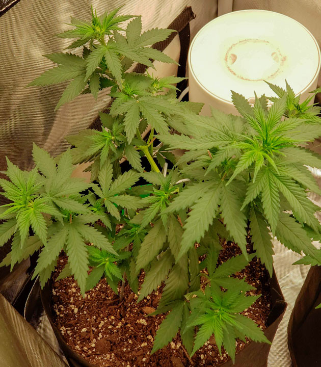 Куст Bruce Banner #3 на стадии вегетации