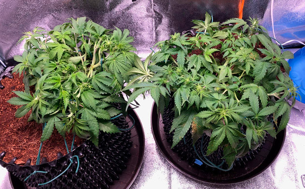 Рост кустов на 5 неделе выращивания составляет 23 см