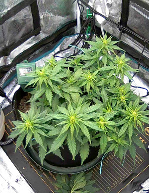 Куст ростом 30 см