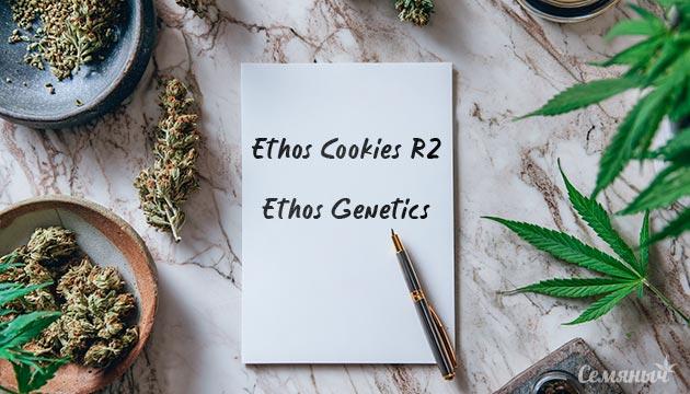 Гроурепорт сорта конопли Ethos Cookies R2 от Ethos Genetics