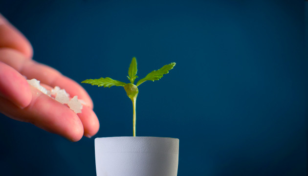 Подкормка марихуаны