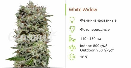 White Widow от сидбанка Семяныч