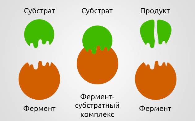 Ферментные добавки для кустов конопли