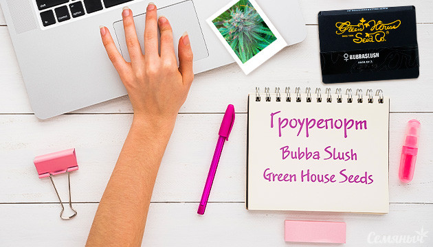 Выращивание сорта Bubba Slush Гроурепорт сорта марихуаны Bubba Slush