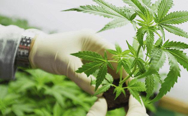 Черенок конопли