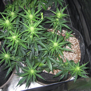 Цветение Tangie'matic auto