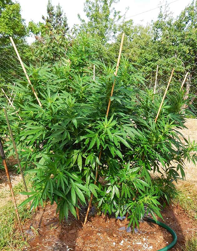 Появление первых соцветий конопли