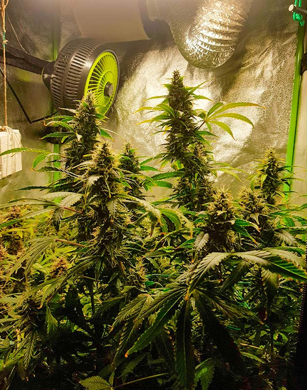 Подготовка к харвесту конопли Skywalker Haze подготовка к харвесту Skywalker Haze