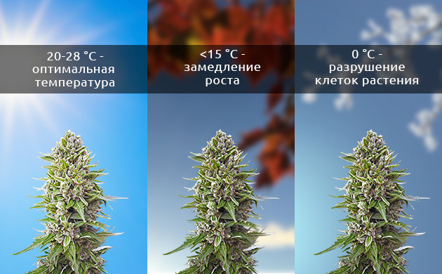 Как каннабис реагирует на изменение температуры