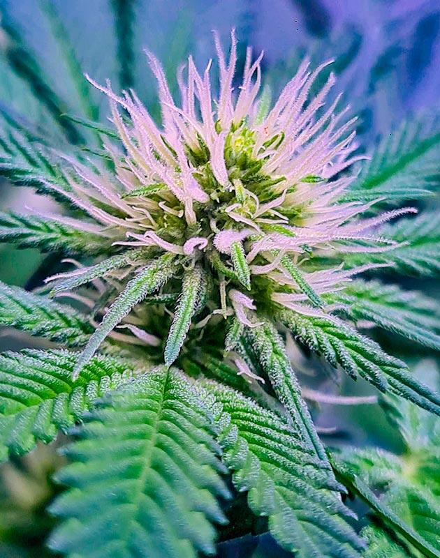 Tropicana Cookies FF с первыми активно развивающимися соцветиями